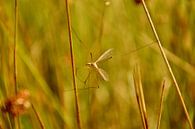Langbeinige Mücke zwischen dem Gras von Ezra Middelburg Miniaturansicht