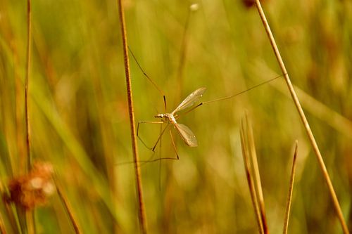 Moustique à longues pattes entre les herbes