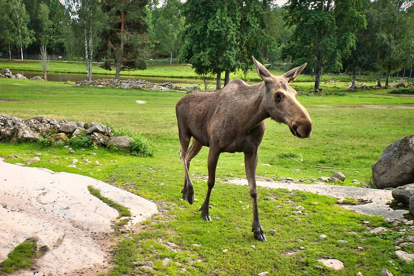 Moose in the nature of Sweden by Martin Köbsch