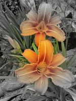 Lily