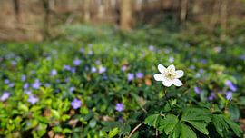 Close-up van een enkele witte bloem (anemoon) in een bos in de Kaiserstuhlstreek in Duitsland