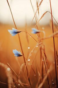 Blue Corn Flowers No 2