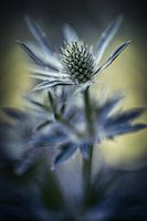 Thistle
