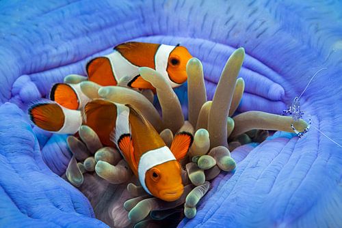 Nemo fish @ Komodo, Indonesia