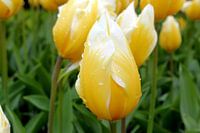 Yellow / White Tulip