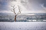 Eenzaam boompje in een dramatisch landschap van Jim De Sitter thumbnail