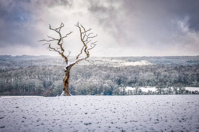 Einsamer Baum in einer dramatischen Landschaft von Jim De Sitter