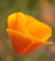 Gold poppy