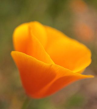 Gold poppy by Angelique Raaijmakers