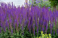 Lavendel