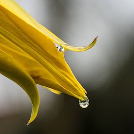 Forest tulip with raindrops by Goffe Jensma