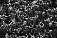 Wildebeest Crossing