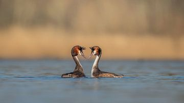 L'amour de l'eau sur Ruben Van Dijk