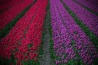 Tulipes rouges et violettes par Patrick Verhoef Aperçu