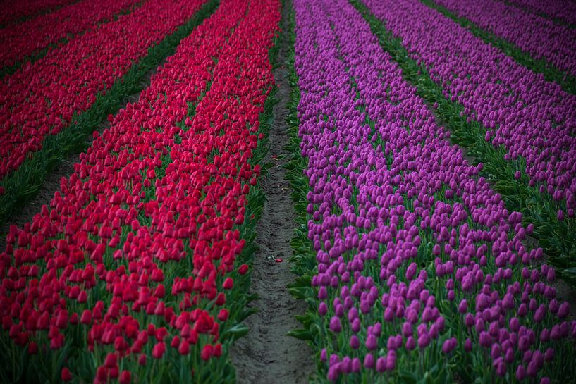 Tulipes rouges et violettes par Patrick Verhoef