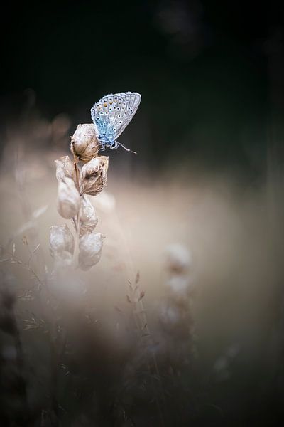 Timid beauty by Bob Daalder