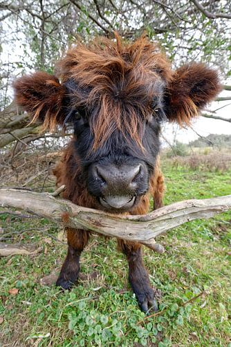 Schotse Hooglander kalf.