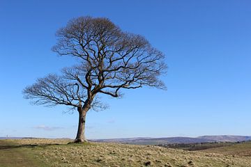 Eenzame boom, Peak District, Engeland van Imladris Images