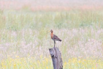 Black-tailed godwit on the lookout