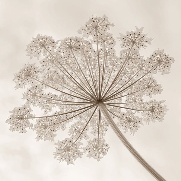Bloemenkrans van de reuzenberenklauw in sepia 2 van Jaap Tanis