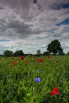 Zomerbloemen in het graan van Maurice Hertog