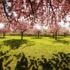 Berlin - Le parc Lilienthal en pleine floraison des cerisiers sur Frank Herrmann