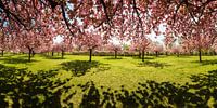 Berlin - Lilienthalpark mit voller Kirschblüte von Frank Herrmann Miniaturansicht
