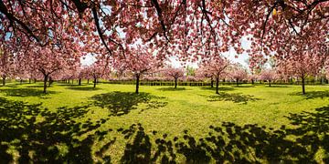 Berlin - Lilienthalpark mit voller Kirschblüte