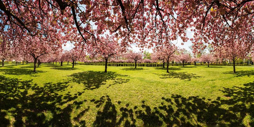 Berlin - Lilienthalpark mit voller Kirschblüte von Frank Herrmann