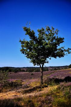Blühendes Heidekraut in der Posbank