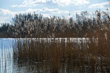 Reed plumes in the sun