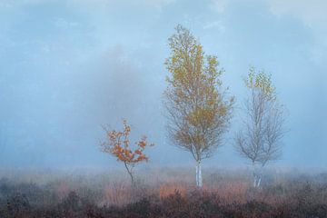 Birkenbäume im Herbst | Landschaftsfoto | Veluwe von Marijn Alons