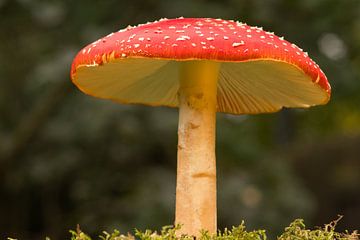 Sur un gros champignon..... champignon rouge à pois blancs sur Jolanda de Jong-Jansen