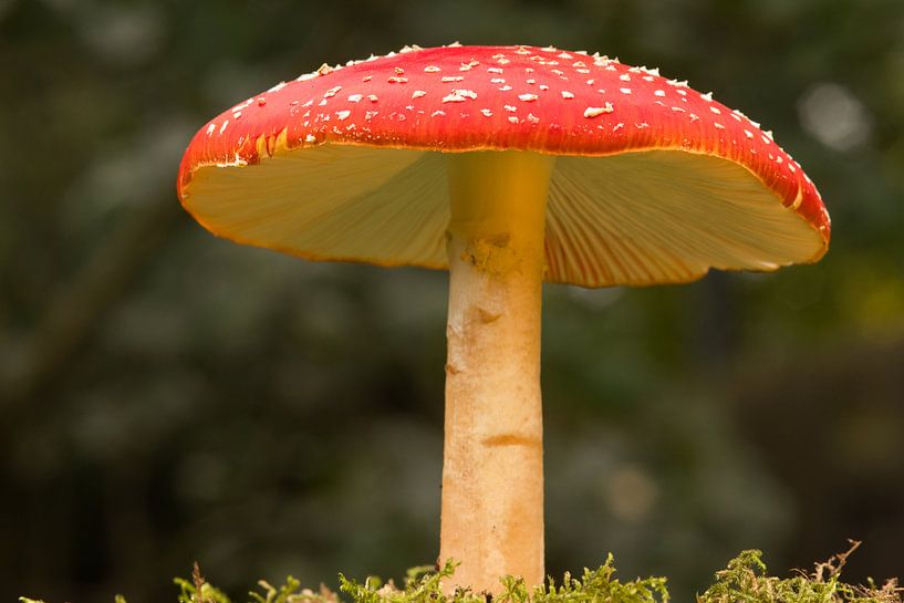 On a big mushroom..... red with white dots mushroom by Jolanda de Jong-Jansen