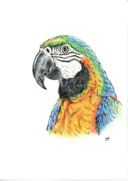 macaw by Marian van der Veen-Niemeijer