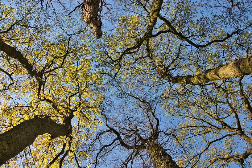 C'est agréable de regarder en haut de temps en temps par Natuurpracht   Kees Doornenbal