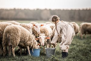 moutons sur Elke De Proost