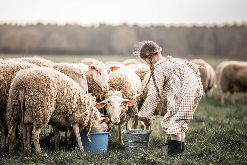 moutons par Elke De Proost