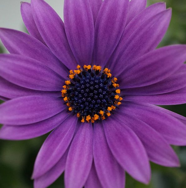 Close-up of a purple gerbera von Anne van de Beek