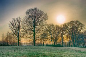 Winterzon van Mark Bolijn