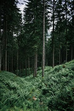Wälder Österreich von Jisca Lucia