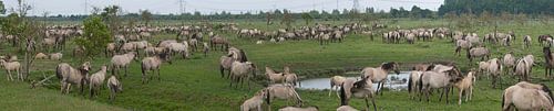pannorama of Konick horses in the Oostvaardersplassen.