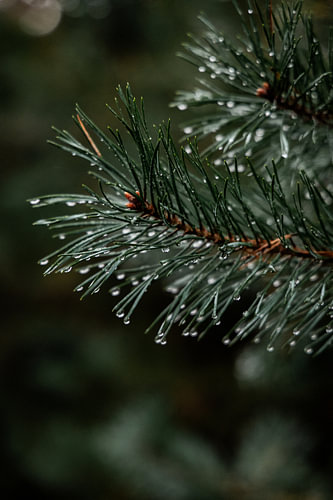 Gros plan sur une branche de conifère couverte de gouttes d'eau dans la région de la Veluwe