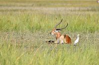 Letschwe Antilope von Robert Styppa Miniaturansicht