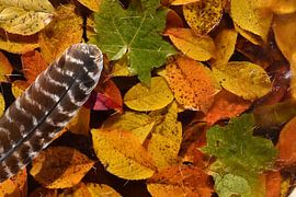 Herbstlaub im Wald von Claude Laprise
