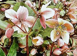 Fastenzeit Rose Rosa Farbtöne