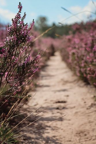 purple heather with a path