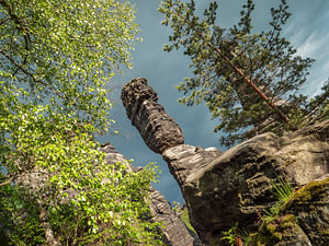 Bielatal, Sächsische Schweiz - Große Herkulessäule durch die Baumkrone