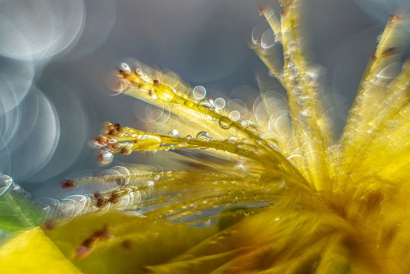 Millepertuis avec helios bokeh par Gerry van Roosmalen