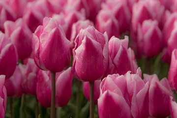 Tulpen, paars/roze met een subtiel wit randje van Ans Bastiaanssen